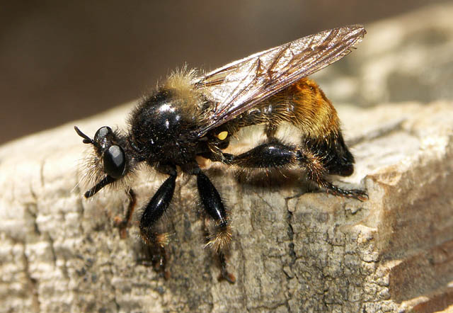 Laphria flava - Copyright Hugues Mouret